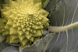 ぶろまねセット（ブロッコリー５個＆ロマネスコ２個）