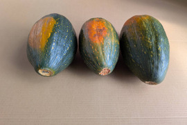 【サラダカボチャ】訳あり　有機JAS認証取得　万次郎かぼちゃ生まるごと（約6.2キロ）3個入