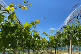旬の味覚を贅沢に味わう葡萄セット 2房/1kg（シャインマスカット+おすすめ品種）＃食べ比べ