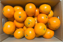 熊本新品種！くまもとEC12🍊約2.5kg（5～25玉）🍊2023年デビュー🍊デコポン発祥の地・不知火町より🍊一回食べてみてん！