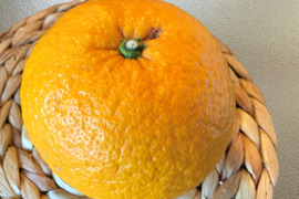 【加工用】甘夏（あまなつ）4.5kg 4/19より順次発送 仲屋 海瀬農園