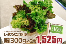新鮮採れたて！化学肥料/化学農薬不使用だから安心して食べられる！レタスの定期便 　大袋ミックスレタスの定期便 300g×2袋