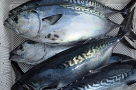 “究極の美味”　全身トロの幻の魚、媛スマ！！　1尾入/箱【12月15日発送分までは丸魚販売】