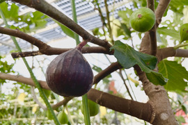 ＊ドライいちじく6袋セット＊　幻の黒いちじく　国産・農薬不使用・無添加・濃縮・美容