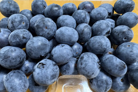 【冷蔵】パリッと爽やか「高滝湖ブルーベリー」（初物）（露地栽培）250g×2p（ハイブッシュ）