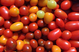 【⭐️農薬不使用・有機肥料】🎉千葉県産 食べる宝石カラフルミニトマト８種類詰め合わせ🍅1kg