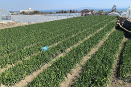 「真冬に届く、春の味」【超極早生玉ねぎ】