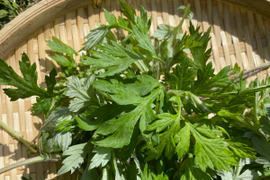 やわらかヨモギ　新芽100g　生葉★農薬化学肥料不使用