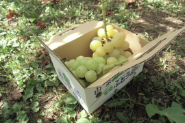 【完熟】2種の青葡萄(ご家庭用・1㎏)　翠峰と瀬戸ジャイアンツ