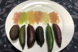 フィンガーライム　50ｇ（4～6個）（キャビアライム）　ネコポス便