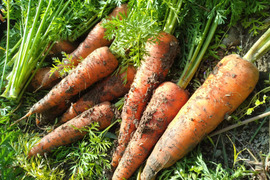 農薬不使用　人参３kg　「嫌いな子にこそ食べて欲しい」