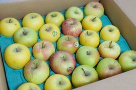 【お買い得】小玉りんご詰め合わせ（家庭用5kg・20～25玉）