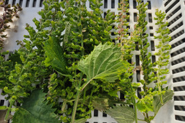 🍁【秋限定・数量限定】香り豊かな手摘み穂紫蘇（紫蘇の実）約100g｜塩漬け・醤油漬け・天ぷらに｜農薬・化成肥料不使用🍁