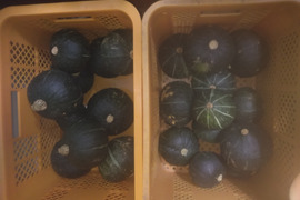 石垣島蜜蜂農園の栗カボチャ