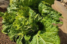 ✨農薬・化成肥料不使用の新鮮白菜「魂の白菜」1玉+旬のお野菜✨