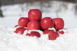 【雪中貯蔵りんご】ふじ 家庭用 酸味が抜けて甘〜い 春にお届け 農薬60％減 3kg
