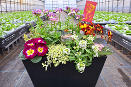 お正月を飾る！プランター型寄植え　季節の植物7種類　鉢サイズ幅302㎜奥行163㎜高さ160㎜　黒色