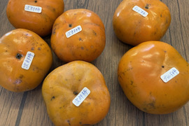 【特価　柿1㎏】知多半島産　栽培期間中農薬不使用