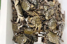 🧊急速冷凍モクズガニ🦀小中サイズ８kg(目安 80-160杯)2kg入りが4箱でお届け ツガニ つがに 宮城県松島産  他に小中サイズも出品中 もくずがに 蟹汁🦀🔥カニ 중화융오게 中华绒螯蟹