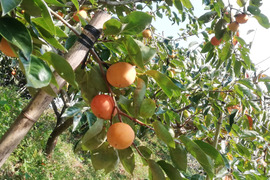 和歌山県産の甘い富有柿　2キロ