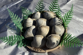 全国送料無料！大きなホンビノス貝10玉（100g~150g程度）