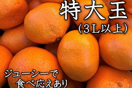 コスパ最強！ジューシ―な大玉！一般的な大玉みかんより袋が薄く、味が濃い！甘くて美味しいみかんを食べたい方にオススメ！二段熟成の完熟みかん「熟成味柑」　特大玉サイズ　秀品　５ｋｇ【184】