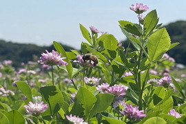 🔵予約販売🔵令和6年産 新米　化学肥料不使用‼️クローバーで育てた幻の米🍀朝日米【大粒　2.0mm】「特別栽培米」おひさまのかけら（精米後約9kg）12月17日〜発送