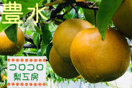 【PREMIUM豊水梨】贈答用3kg(特大5~6個) これ以上の豊水は無い‼️と自信を持ってお届け😋 ひとつひとつ色付きを確認し樹上完熟で収穫‼️特大サイズなので箱を開けた時のインパクトがすごい‼️