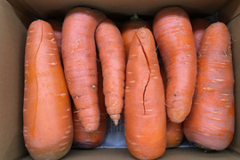 【オーガニック】はじまり屋 訳ありにんじん　10kg