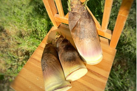 【本日4月23日収穫&発送】天然たけのこ 和歌山県産筍 米ぬか付(3.5kg)
