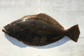 天然ヒラメ（特大2.5kg 座布団鮃）即発送