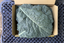 【鹿児島産】甘塩黒キャベツ箱込み400g^_^