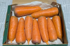 こだわり土壌で栽培した博多の冬ニンジン　約1.2kg  福岡産