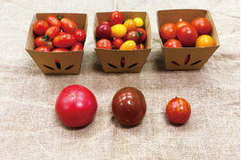 こだわりのトマト　食べ比べセット〈化学肥料・農薬不使用〉