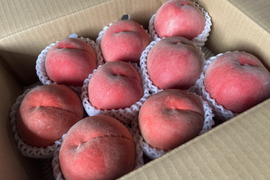 《旬の白桃》家庭用 3kg
