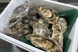 【ゲン担ぎ福袋】【福袋】ワイズユースの湿地の恵みセット①北海道根室市温根沼産カキ（2L：10個）・豆アサリ1キロ