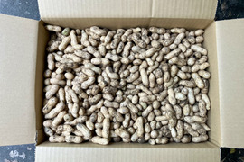 【鹿児島産】甘塩ゴーヤ箱込み3キロ^_^ 鹿児島産】甘塩ゴーヤ箱込み3キロ^_^ | 野菜/ゴーヤ 産直アウル