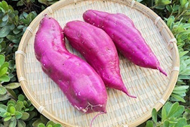 しっとりとした味わい　熟成　紅はるか（大きさいろいろ　（ご家庭用　約１０㎏）