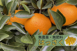 【栽培中農薬不使用・無肥料】ハッサク(八朔)　箱込み4.5㎏以上　２Lから４Lサイズ（300ｇ～450ｇ）