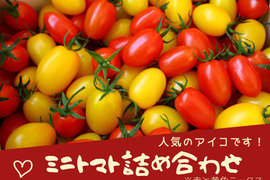 ミニトマト詰め合わせ（アイコ）1ｋｇ