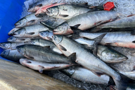 鮭（アキアジ）オス　塩処理　3キロ前後　冷凍