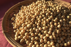 栽培期間中農薬不使用　くりのみの大豆（10㎏）