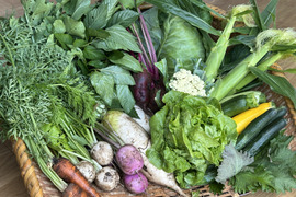 新鮮直送！彩り旬の野菜セット（８～１０品目）