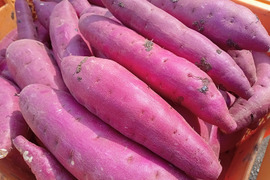 べにはるかの通販｜さつまいも｜食べチョク｜産地直送(産直)お