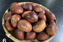 宮崎県産 栗 約10キロ 品種 筑波 c 宮崎県産 栗 約10キロ 品種 筑波 c