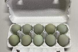 平飼い　碧い瞳のラピィスの卵〜アローカナが生み出す幸せの色　40個
見てよし、食べてよし、贈ってよし〜こってり卵にさようなら
