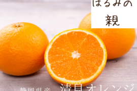 発送日4月上旬　　清見オレンジ　静岡県産　9ｋｇ  M〜L　はるみの親
