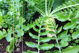 【おでん用】究極の絹食感！奥四万十絹大根５ｋｇ 農薬不使用 自然栽培 四万十産