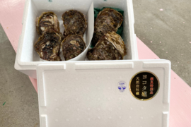【夏ギフト】ヨコタ礁天然岩牡蠣_生食用　セット品（小4個、大2個）