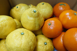 【柑橘食べ比べ】はるか・みはや